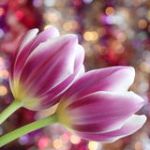 tulip-flowers-mothers-day-valentines-stock-photos-easter-card-purple-tulips-gold-pink-background-40091723
